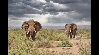 Amboseli Kenya Natural Park [upl. by Uah168]