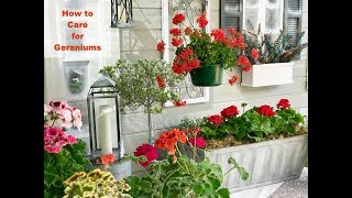 GERANIUM CARE BASICS amp 4 GERANIUM TYPES  Shirley Bovshow [upl. by Helaine852]