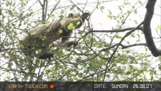 Howler monkeys Loudest land animals on earth [upl. by Mannuela836]