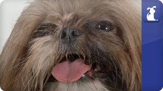 Doglopedia  Shih Tzu [upl. by Steep552]