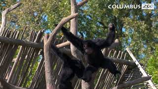 Why do Gibbons Sing — Columbus Zoo Qs [upl. by Iroak]