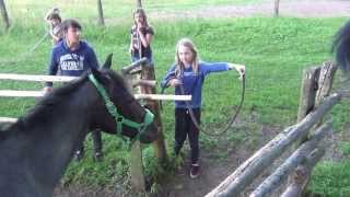 Horses go for dinner Los caballos van a cenar Pferde gehen zum Abendessen konie kuce 馬は夕食に行きます [upl. by Nohsid]