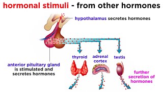 The Endocrine System [upl. by Ellerahc]