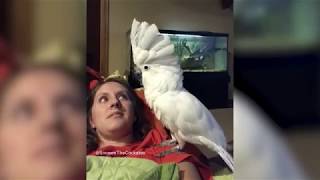 Funny Parrots singing and Dancing [upl. by Joellyn]