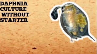 HOW TO CULTURE DAPHNIA NATURALLY WITHOUT A STARTER [upl. by Suiravad]