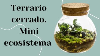 Como hacer un TERRARIO CERRADO  Mini ECOSISTEMA en un recipiente  cuidados y mas [upl. by Thorpe]