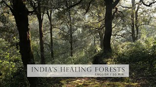 Nature Documentary  Healing Forests of India  English HD  Chapter shortcuts in description [upl. by Saber]