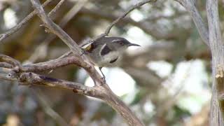 Crescent Honeyeater [upl. by Enirtak]