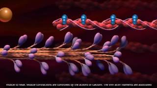 Muscle Contraction  Cross Bridge Cycle [upl. by Lebasiram]