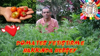 Hobi Bahçelerinde Domates Yetiştirme Baştan Sona 🍅 [upl. by Aiken]