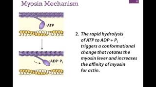 032Myosin Structure amp Function [upl. by Tereb]