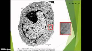 SVT  2nde  Structure des cellules [upl. by Idel]