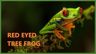 Red eyed tree frog sound  Agalychnis callidryas [upl. by Jaquith344]