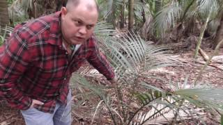 New Zealand Native Palm Tree Nikau [upl. by Jacobsohn823]