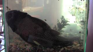 my HUGE 13 year old plecostomus fish [upl. by Lilah]