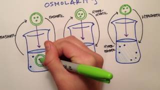 LPA 1B  Osmolarity vs Tonicity [upl. by Doniv]