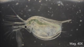 Daphnia magna under the Microscope [upl. by Blandina]