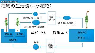 高校生物「植物の生活環」 [upl. by Wise149]