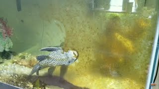 Suckerfish Cleanup Algae Timelapse Plecostomus Fish [upl. by Anaibaf]