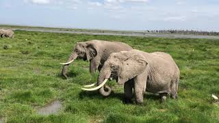 Visit to Amboseli National Park [upl. by Nolaj]