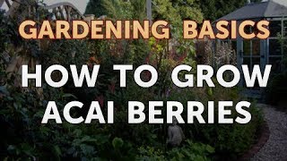 How to Grow Acai Berries [upl. by Nyvets]