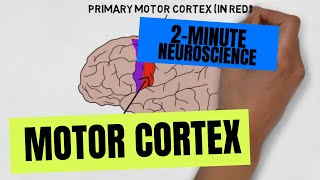 2Minute Neuroscience Motor Cortex [upl. by Anelehs]