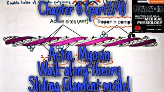 Actin Myosin Sliding filament model Walk along theory chapter 6part24Guyton and hall Physio [upl. by Larimore]