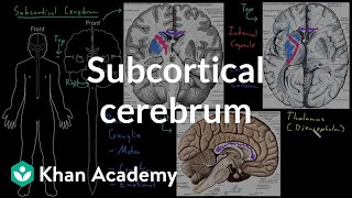 Subcortical cerebrum  Organ Systems  MCAT  Khan Academy [upl. by Annol]