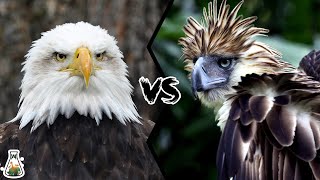 BALD EAGLE VS PHILIPPINE EAGLE  Which is the strongest [upl. by Kinny]