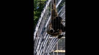 Rare Gibbon Monkey Mating Call VERY RARE TO HEAR [upl. by Notgnirrac735]