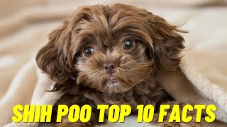 Shih Poo  Top 10 Facts about the Shih Poo Dog [upl. by Inan]