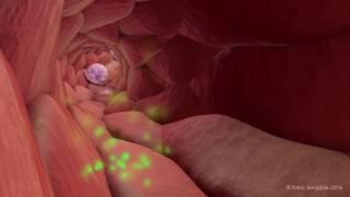 Extravasation of Neutrophils [upl. by Llennoc]