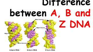 Difference between A B and Z DNA [upl. by Tolley]