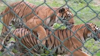 Tiger mating in bannerghatta zoo  loving tiger couple in bannerghatta national park zoo [upl. by Jecho]