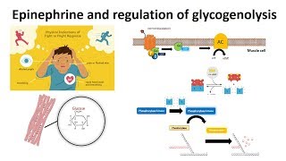 Epinephrine and regulation of glycogenolysis [upl. by Ramsdell458]