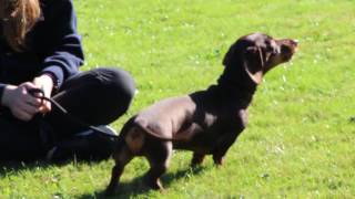 All you need to know about Dachshunds [upl. by Agnimod]