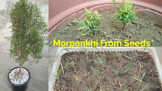 How To Grow ThujaMorpankhiVidya Plant From Seeds [upl. by Dat116]