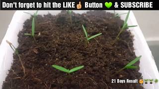 Growing Thuja Plant From Seeds  Morpankhi Plant  Sprouting Seeds [upl. by Keen]