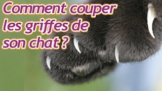 Comment couper les griffes de son chat [upl. by Eikcuhc80]