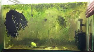 Scuds Daphnia Cherry Shrimp Copepods My aquatic food culture [upl. by Gardal865]