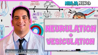 Embryology  Neurulation Vesiculation Neural Crest Cell Migration [upl. by Adiam]