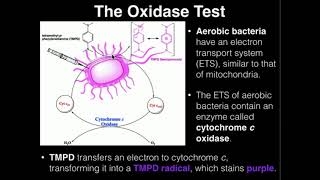 Microbiology Oxidase Test [upl. by Neleh]