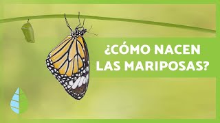 Cómo nacen LAS MARIPOSAS 🦋 Tipos hábitat y Curiosidades [upl. by Bertie]