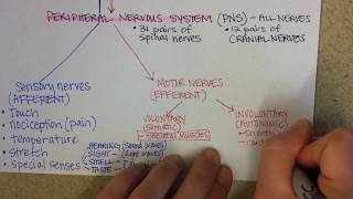 Nervous System Overview [upl. by Ailyn]