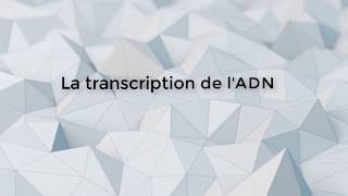 SVT  1ère S  La transcription de lADN [upl. by Retnuh976]