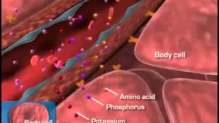 Diabetes Pathophysiology [upl. by Sidran]