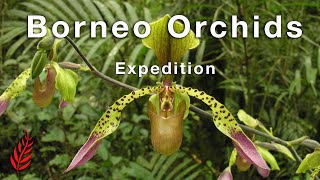 Borneo Orchids Expedition [upl. by Chapel]