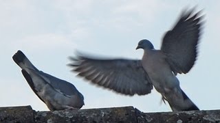 Tauben vor der Hochzeit [upl. by Romney]