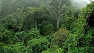 Welcome Congo Rain Forest Africa [upl. by Kciredohr]