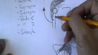 ANATOMIA 20 MUSCULOS DE MIEMBRO SUPERIOR Parte 1 [upl. by Atterys587]